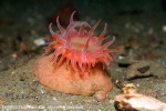 D0015531 © Paul Kay - Swimming Anemone (Stomphia coccinea)