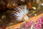 D0015212 © Paul Kay - Fried-egg Anemone (Actinothoe sphyrodeta)