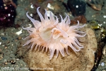 D0015528 © Paul Kay - Swimming Anemone (Stomphia coccinea) UK