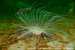 D0023945 © Paul Kay - Fireworks Anemone (Pachyceriathus multiplicatus)