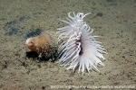 D0023979 © Paul Kay - Fireworks Anemone (Pachyceriathus multiplicatus)