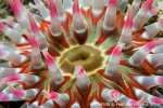 D0024208 © Paul Kay - Dahlia Anemone (Urticina felina)