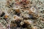 D0024587 © Paul Kay - Sandy Creeplet (Epizoanthus couchii)