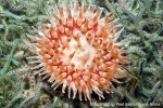 D0026982 © Paul Kay - Dahlia Anemone (Uricina felina)