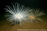 D0033431 © Paul Kay - Fireworks Anemone (Pachyceriathus multiplicatus)
