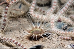D0045468 © Paul Kay - Burrowing anemone (Cerianthus lloydii)
