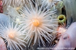 D0048897 © Paul Kay - Sea Loch Anemone (Protanthea simplex)