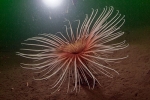 D0053124 © Paul Kay - Fireworks Anemone (Pachyceriathus multiplicatus)