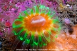 D0053414 © Paul Kay -Devonshire Cup Coral (Caryophyllia smithii)