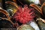 D0053517 © Paul Kay - Beadlet anemone (Actinia equina)