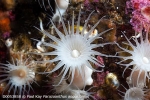D0053858 © Paul Kay - White Cluster Anemone (Parazoanthus anguicomus)