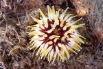 D0064544 © Paul Kay - Dahlia Anemone (Urticina felina)