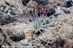 D0067275 © Paul Kay - Burrowing anemone (Cerianthus lloydii)