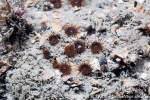 D0068481 © Paul Kay - Ginger Tiny or Peppercorn Anemone (Isozoanthus sulcatus)
