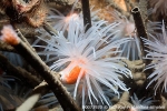 D0073920 © Paul Kay - Sea Loch Anemone (Protanthea simplex)