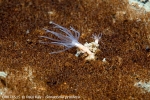 D0074515 © Paul Kay - Gonactinia prolifera