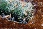 D0074516 © Paul Kay - Gonactinia prolifera