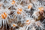 D0075017 © Paul Kay - Fried-egg Anemone (Actinothoe sphyrodeta)