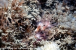 D0082086 © Paul Kay - Worm Anemone (Edwardsiella carnea)