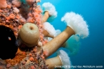 D0083828 © Paul Kay - Plumose Anemone (Metridium senile)