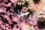 D0107610 © Paul Kay - Worm Anemone (Edwardsiella carnea)