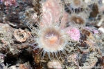 D0108195 © Paul Kay - Hormathia coronata