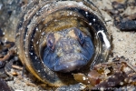 D0048670 © Paul Kay - Black Goby (Gobius niger)