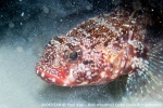 D0065548 © Paul Kay - Red-mouthed Goby (Gobius cobitis)