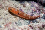 D0068695 © Paul Kay - Two-spotted Goby (Gobiusculus flavescens),