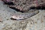 D0069108 © Paul Kay - Couch's goby (Gobius couchi)
