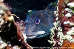 D0069265 © Paul Kay - Shanny (Blennius pholis)