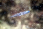 D0069505 © Paul Kay - Crystal Goby (Crystallogobius linearis)