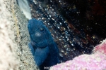 D0076489 © Paul Kay - Black Goby (Gobius niger)