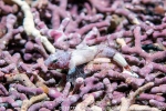 D0107356 © Paul Kay - Guillet's Goby (Lebetus guilleti)