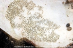 D0108272 © Paul Kay - Painted Goby's Eggs (Pomatoschistus pictus)