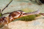 D0005649 © Paul Kay - Greater Pipefish (Syngnathus acus)
