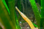 D0024120 © Paul Kay - Snake Pipefish (Entelurus aequoreus)
