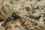 D0026509 © Paul Kay - Shore Pipefish (Syngnathus abaster)