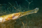 D0026099 © Paul Kay - Broad nosed or deep snouted pipefish (Syngnathus typhle)