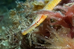 D0030439 © Paul Kay - Snake Pipefish (Entelurus aequoreus)