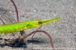 D0034423 © Paul Kay - Nilson's Pipefish (Syngnathus rostellatus)