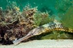 D0034467 © Paul Kay - Greater Pipefish (Syngnathus acus)