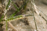D0034540 © Paul Kay - Nilsson's Pipefish (Syngnathus rostellatus), Cardigan Bay, North Wales, UK