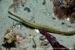 D0040360 © Paul Kay - Broad-nosed, Broad-snouted or Common Pipefish (Syngnathus typhle)