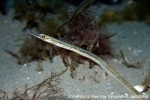 D0040563 © Paul Kay - Nilsson's pipefish, Syngnathus rostellatus, Cardigan Bay, North Wales, UK