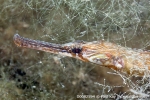 D0082594 © Paul Kay - Greater Pipefish (Syngnathus acus)
