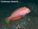 Undersea Deserts - Paul Kay