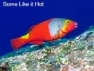 Some like it hot - Paul Kay