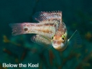 Below the Keel - Paul Kay
