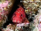 A tale of two fishes - Paul Kay